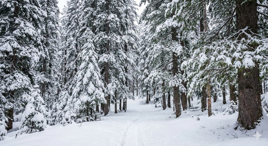 Kashmir Paradise Group Tour 4N/5D