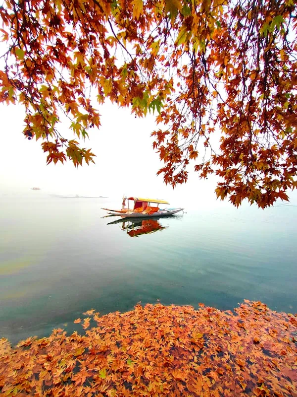 Kashmir Family Grand Tour 7N/8D